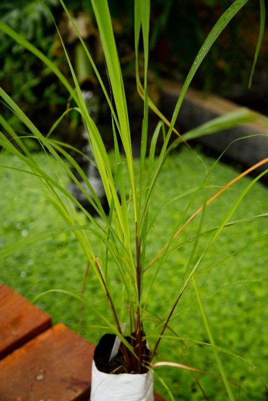 Planta de limoncillo - West Indian