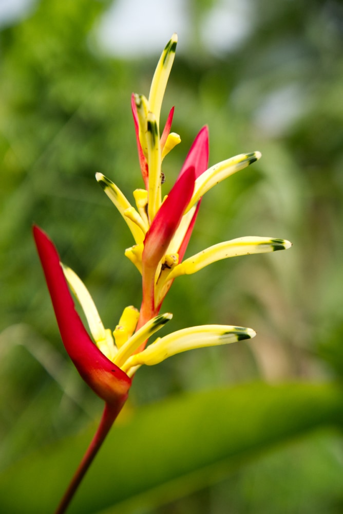 Heliconia Parakeet