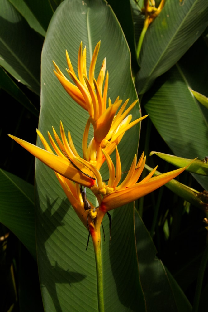 Heliconia Golden Torch