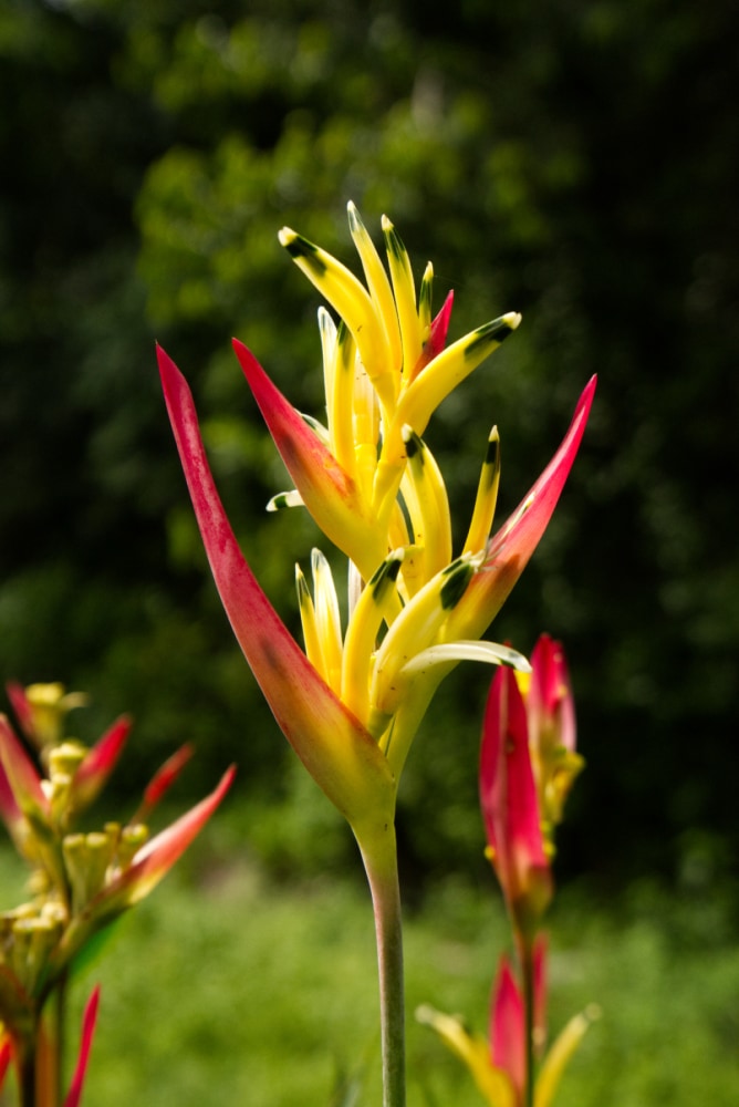 Heliconia Parakeet