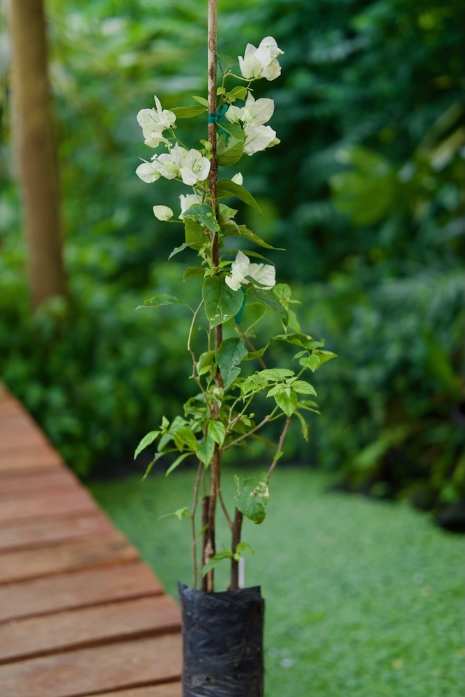 Planta de buganvilla roja