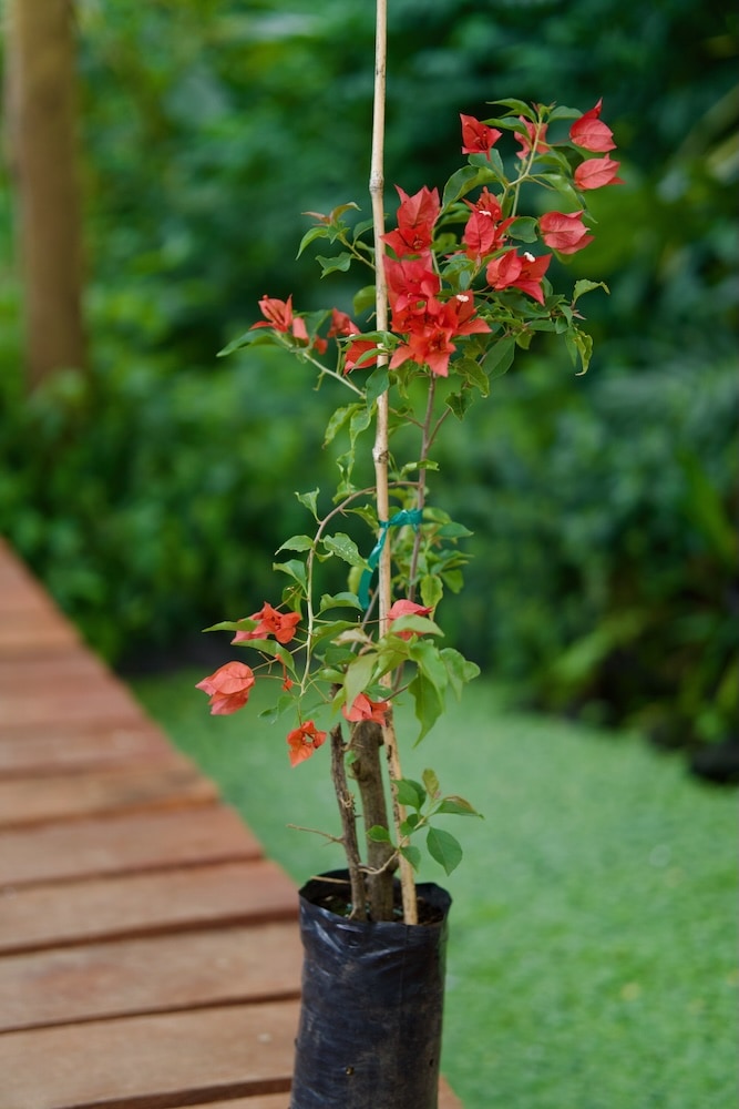 Planta de buganvilla