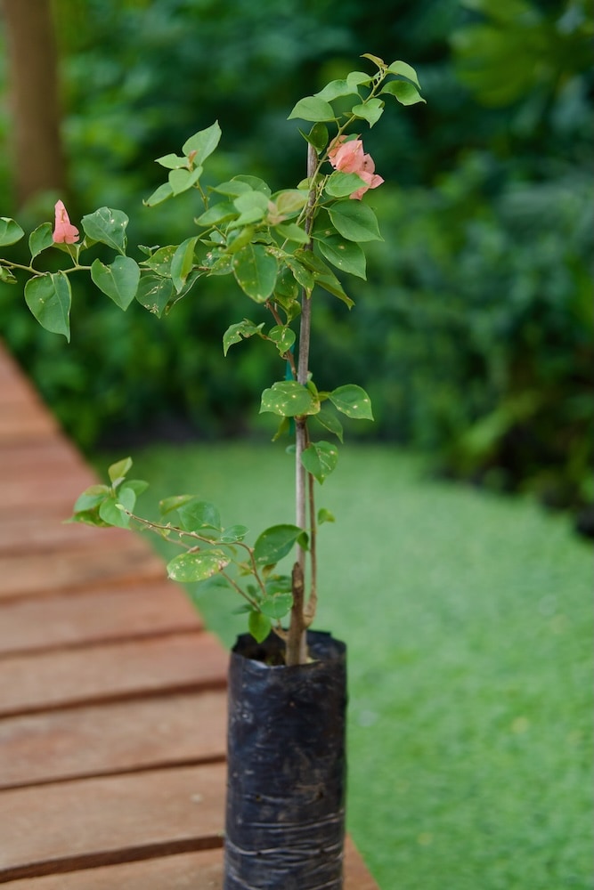 Planta de buganvilla roja