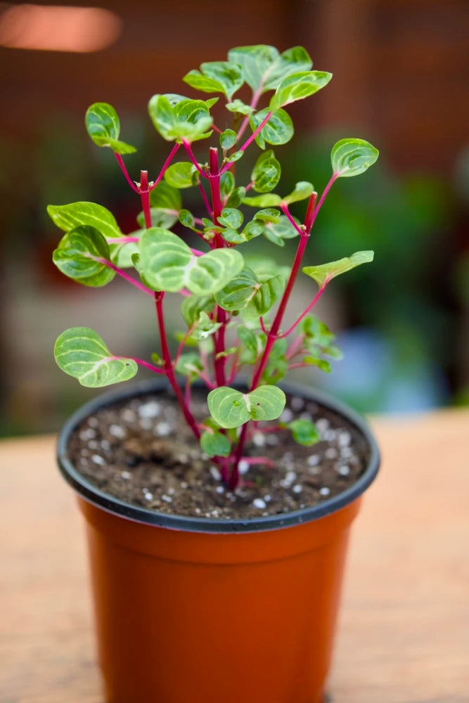 Bloodleaf Plant
