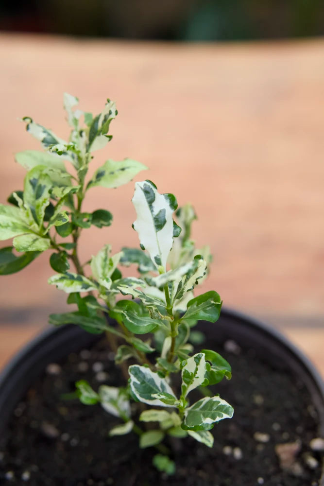 Variegated Gardenia