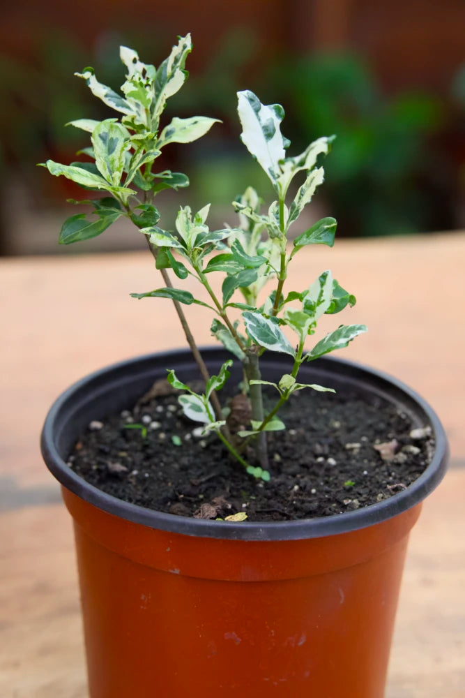 Variegated Gardenia