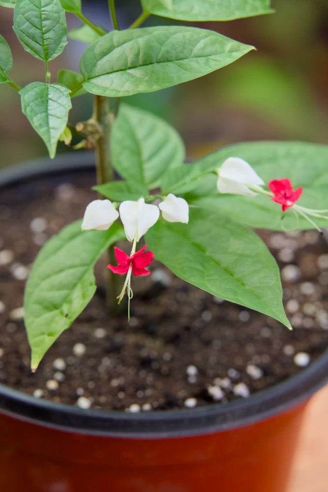 bleeding heart plant in pot Bleeding Heart Vine – SoulFire Farm