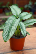 Pin-stripe Calathea