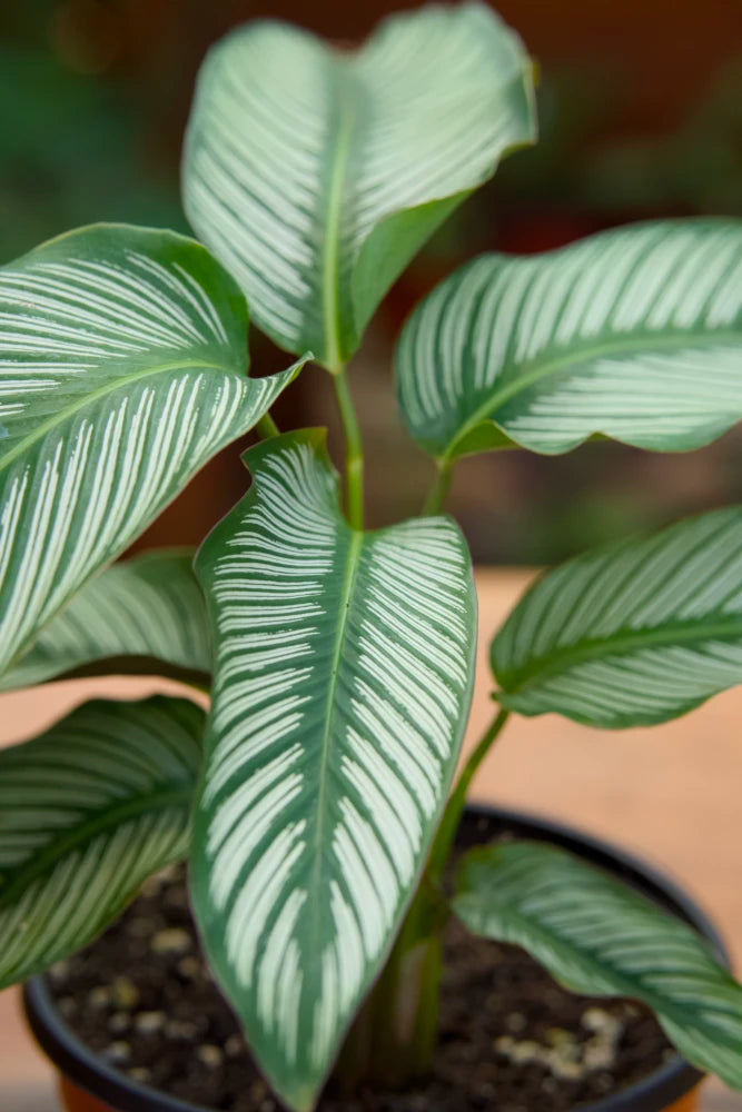 Pin-stripe Calathea