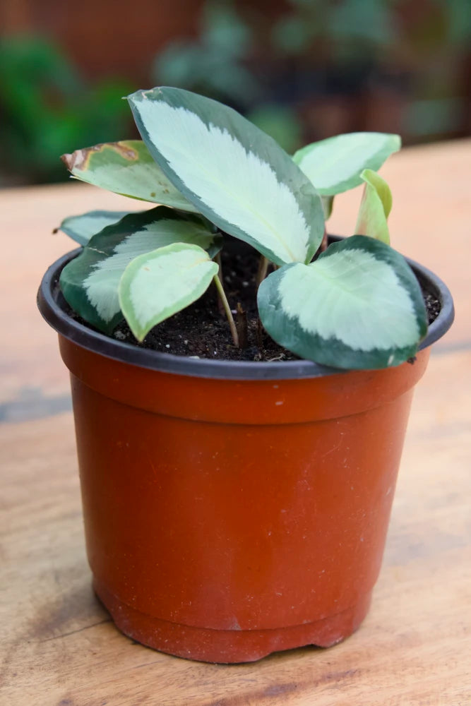 Calathea pintada de rosa