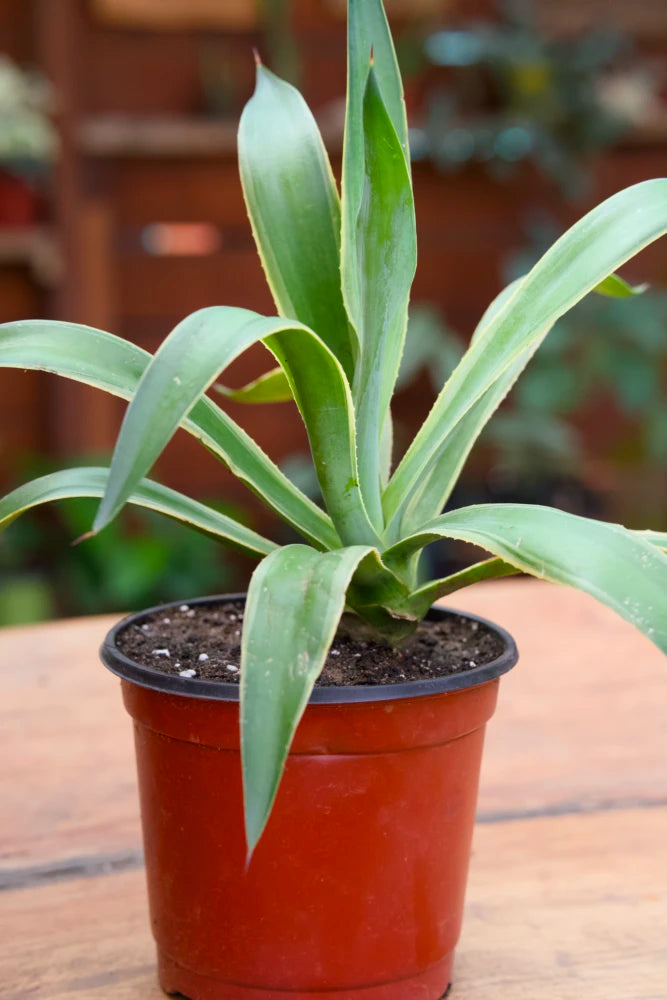 Planta de agave cola de zorro
