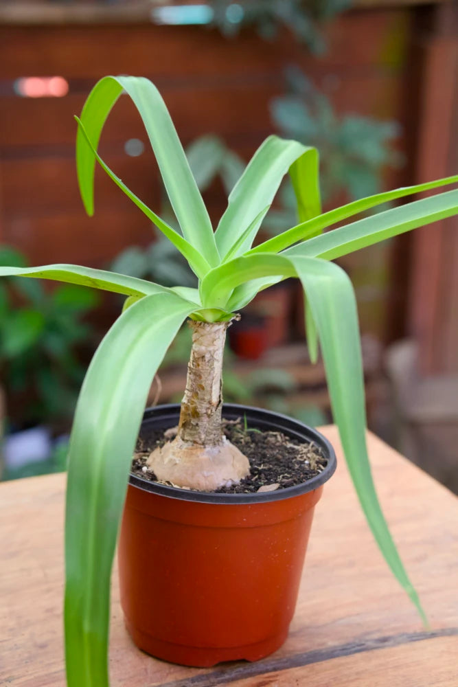 Planta de lirio del Cabo