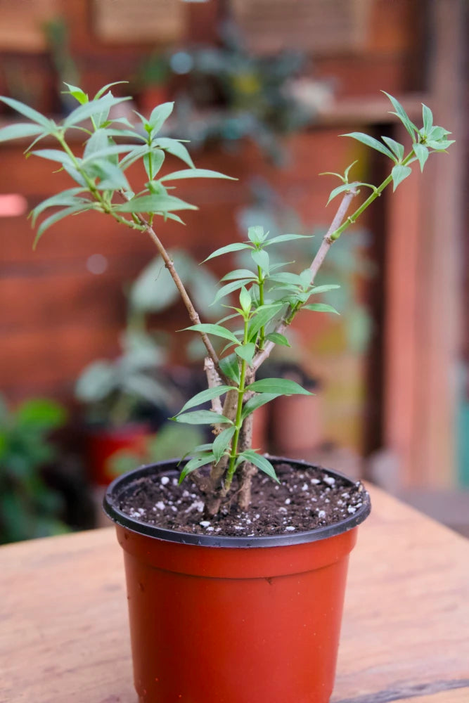 Golden Trumpet Plant