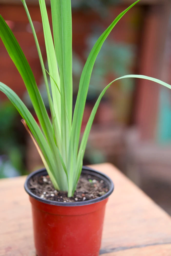 Walking Iris Plant