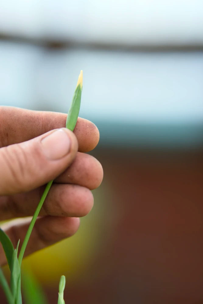 Walking Iris Plant