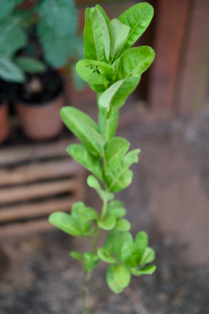 Buddha's Hand Citrus