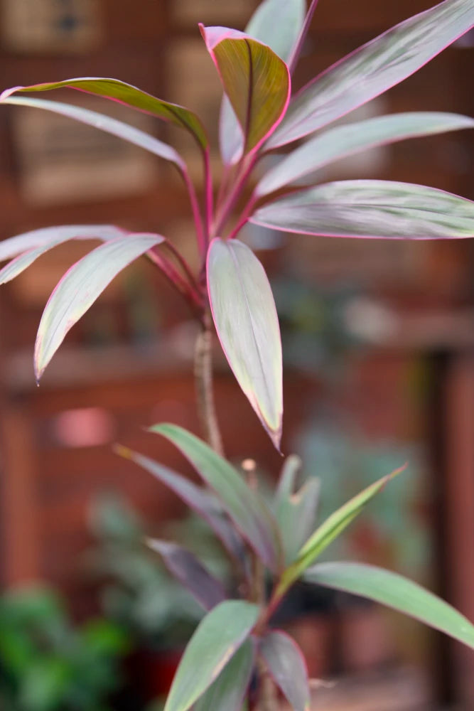 Cordyline Plant
