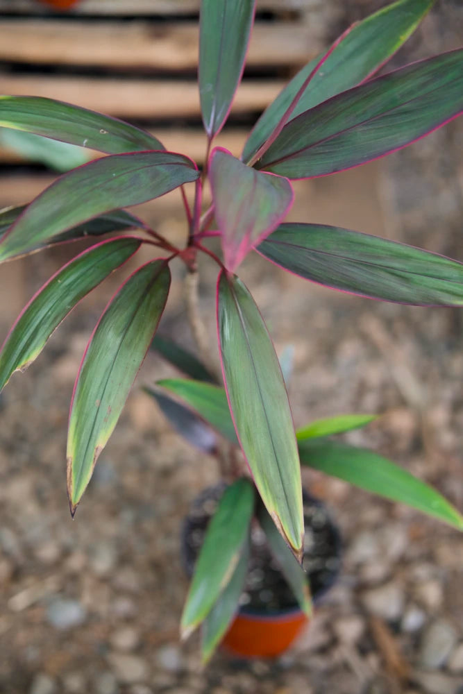 Cordyline Plant