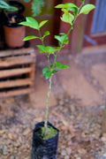 Lemon Verdello Grafted Tree