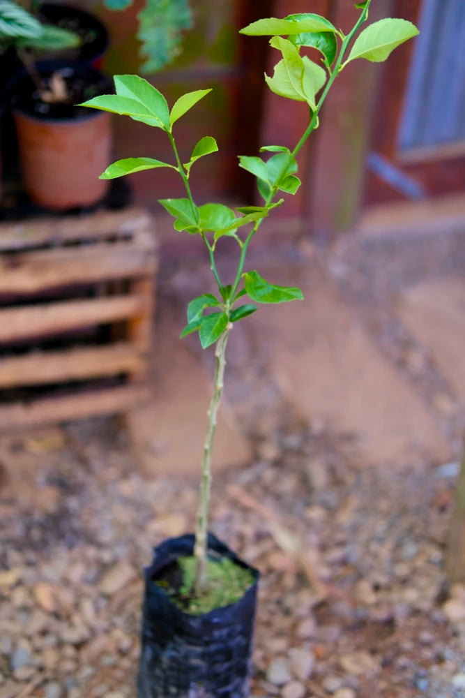 Árbol injertado de limón Verdello