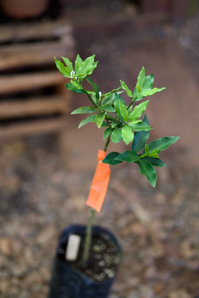 Árbol injertado de kumquat Meiwa