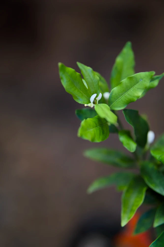 Árbol injertado de kumquat Meiwa