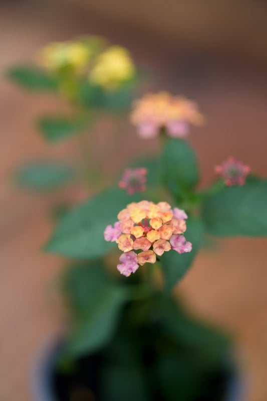 Planta de Lantana