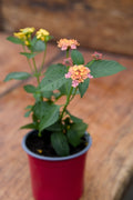 Lantana Plant