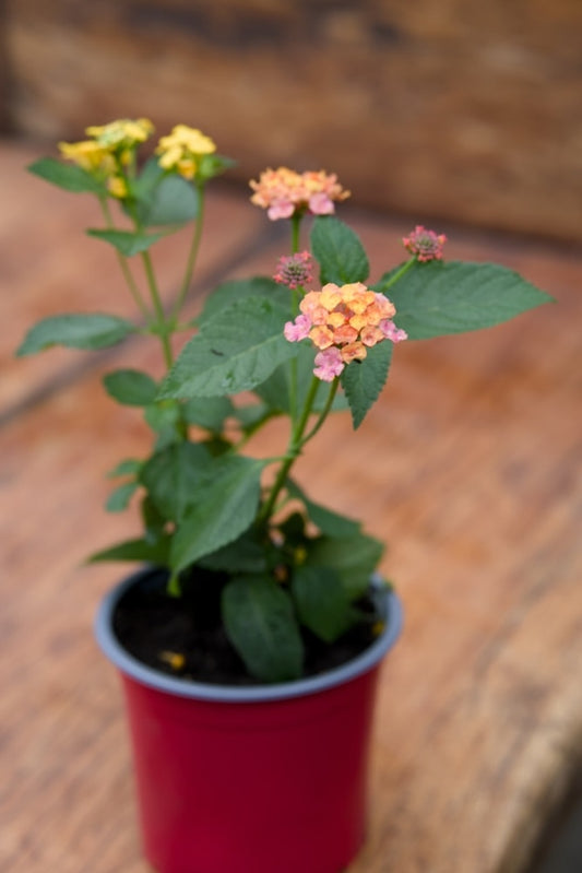 Planta de Lantana