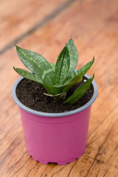 sansevieria dwarf snake plant Dwarf Snake Plant – SoulFire Farm