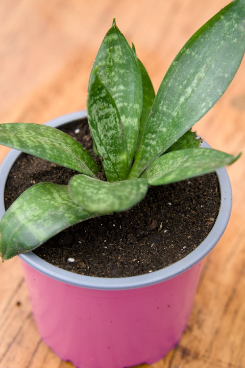 Dwarf Snake Plant – SoulFire Farm