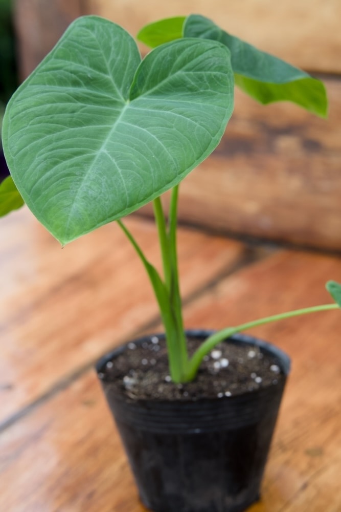 Malanga Elephant Ear Plant