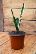 Yellow Striped Snake Plant