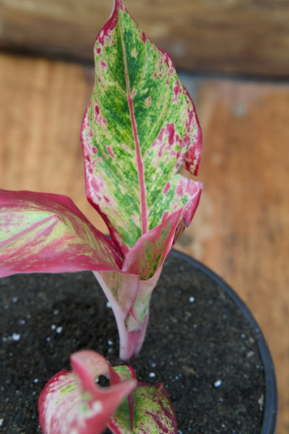 Chinese Evergreen Plant (Red)