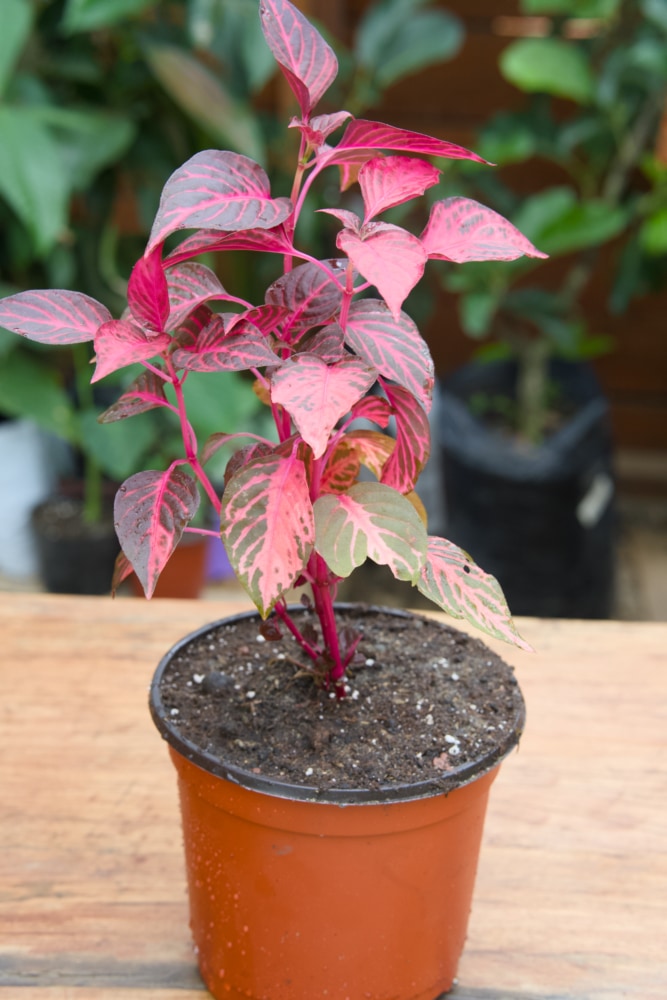 Planta de hoja de sangre (roja)