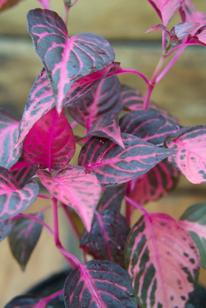 Planta de hoja de sangre (roja)