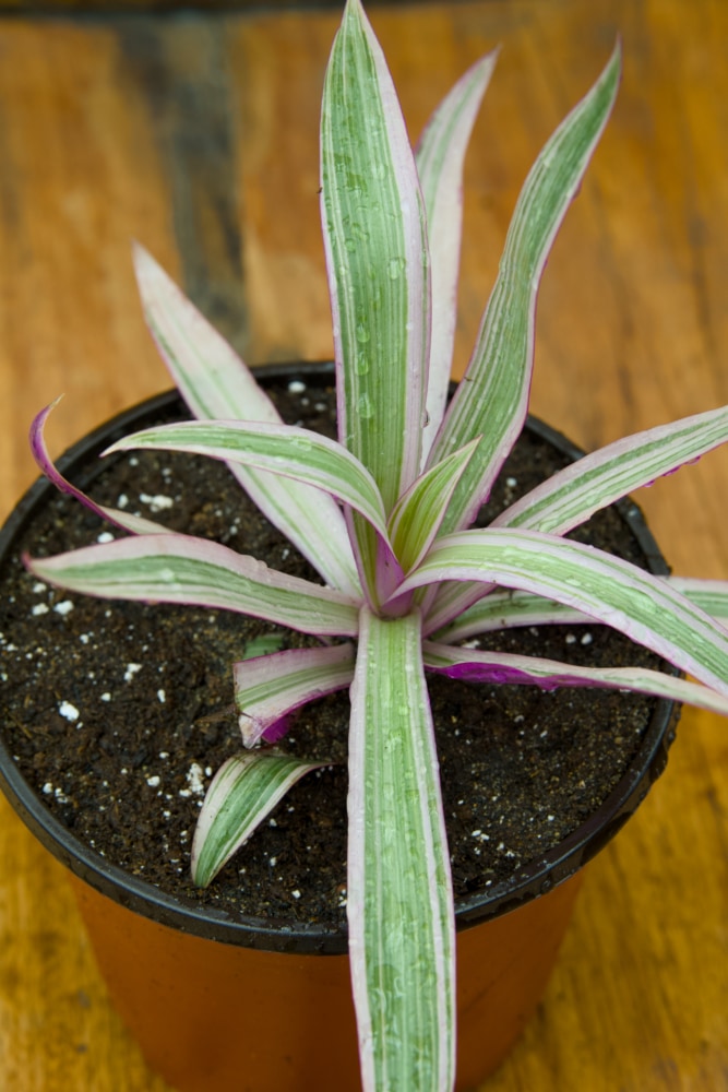 spider plant with purple under leaves Spider Plant (Green
