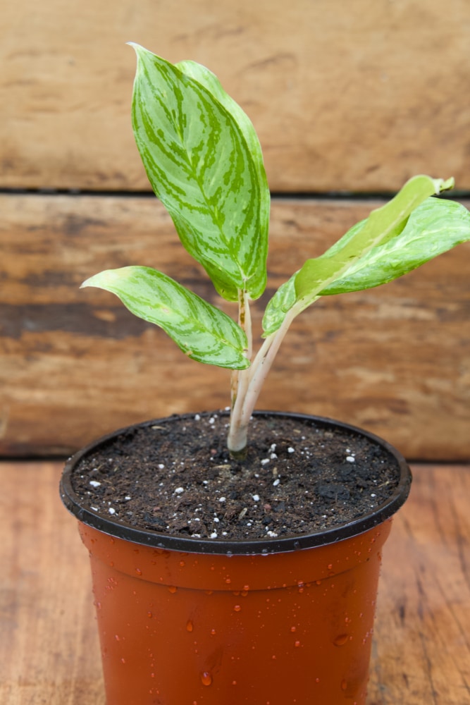 Chinese Evergreen Plant