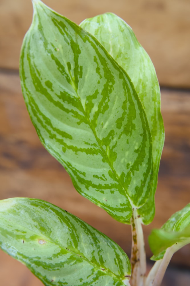 Chinese Evergreen Plant