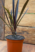 Spider Plant (Purple)