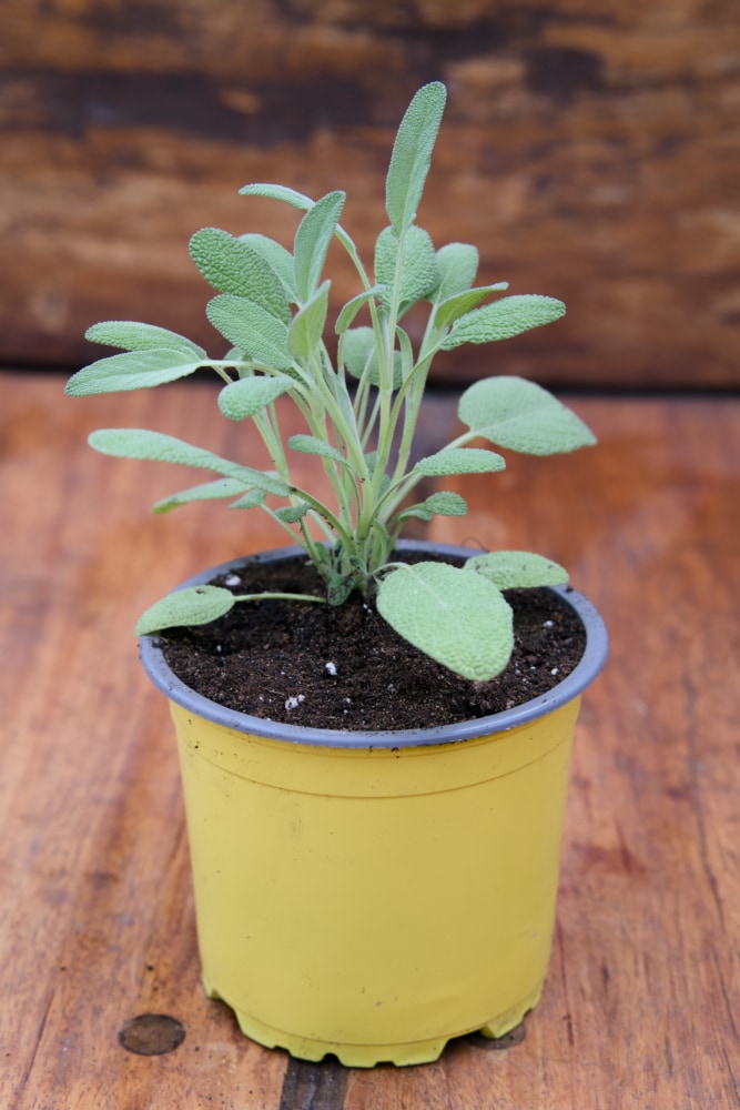 Common Sage Plant