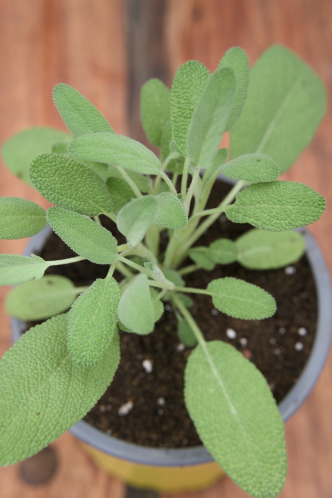 Common Sage Plant