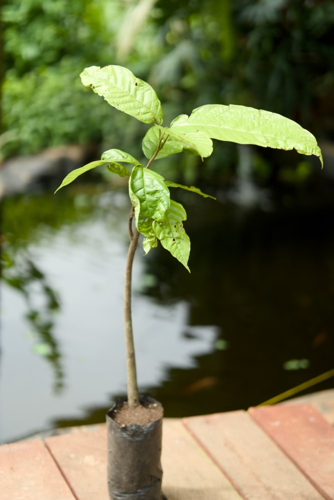 Árbol de cacao