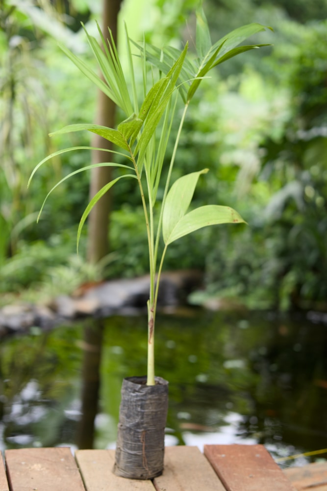 Palmera real enana