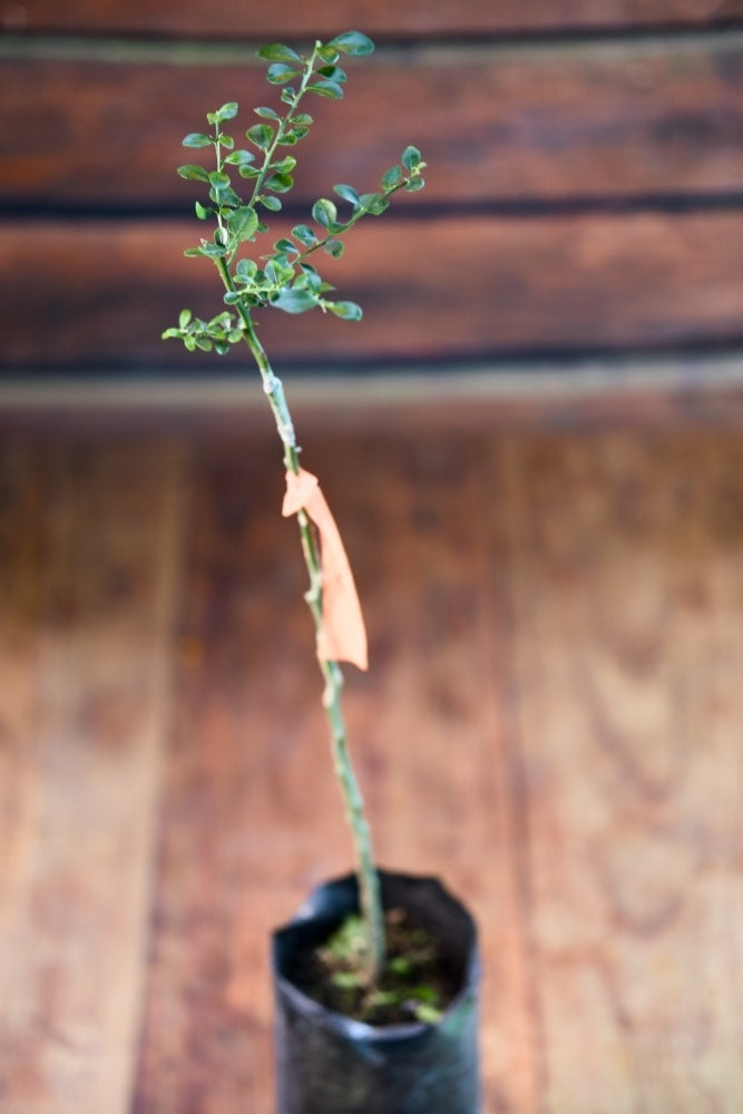Lima de dedo blanco - Árbol injertado