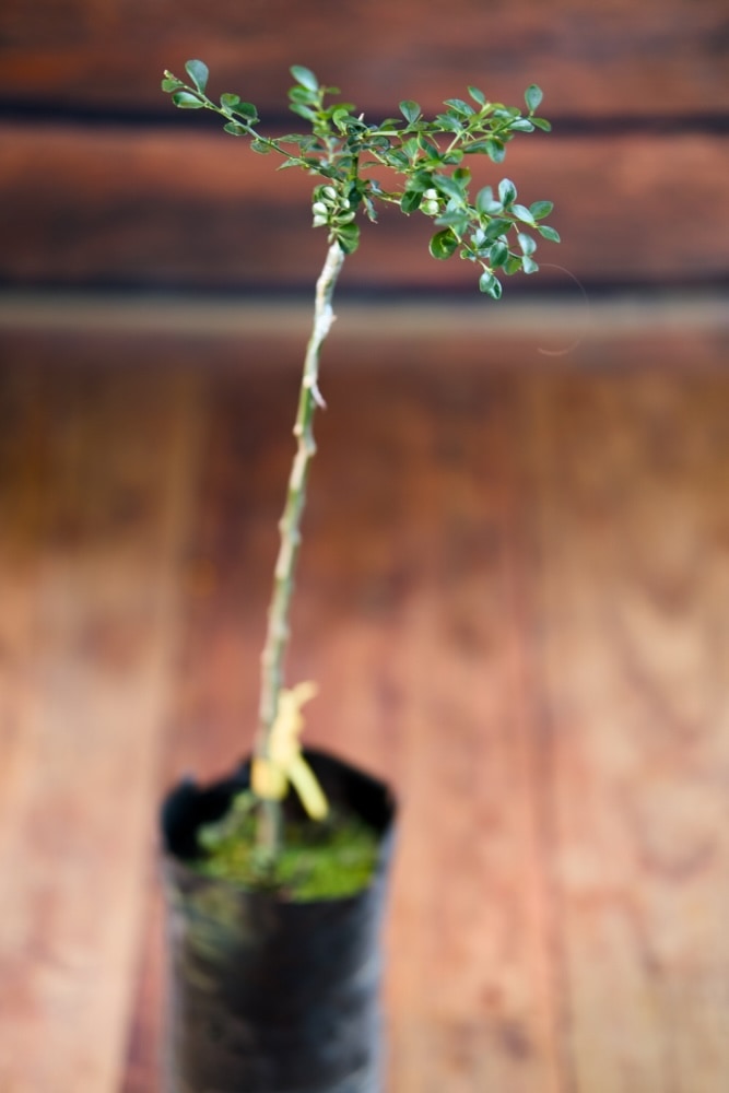 Lima Caviar Roja - Árbol injertado