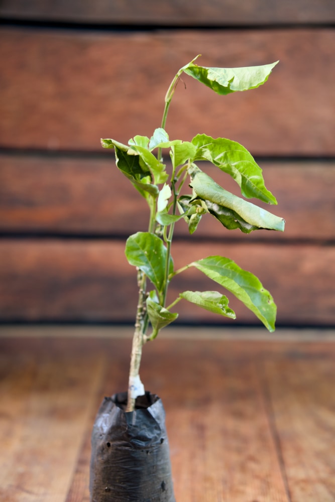 Planta de maracuyá