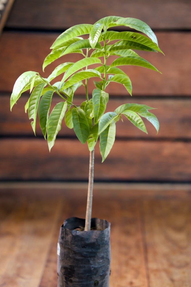 Sugar Apple Tree – SoulFire Farm