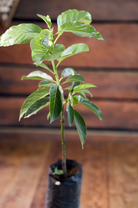 Aguacate Caparroso - Árbol Injertado