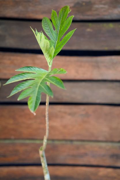 Árbol del pan
